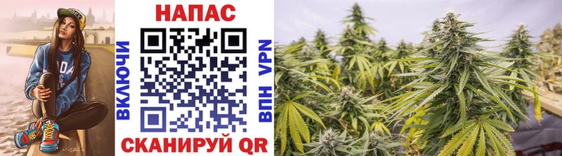 blacksprut tor Сосновка Бошки Шишки конопля